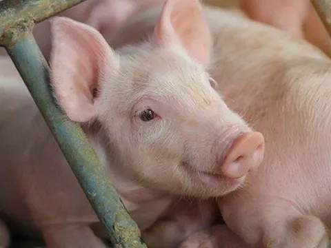 Giá heo hơi ngày 31/3/2025: Tiếp tục giảm sâu tại miền Bắc