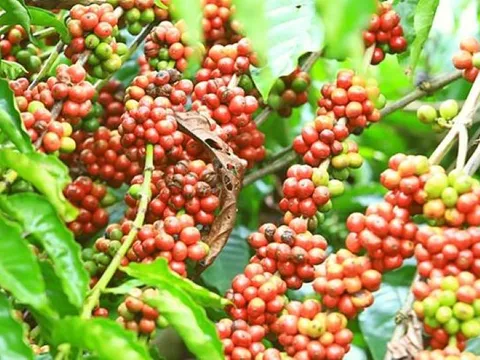 Giá nông sản ngày 31/3/2025: Cà phê và hồ tiêu duy trì mức cao 