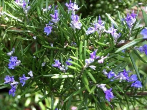 Sự thật bất ngờ: Loại thảo dược quý bị người Việt bỏ quên