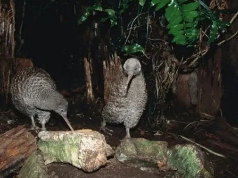 Bí ẩn những loài chim không biết bay