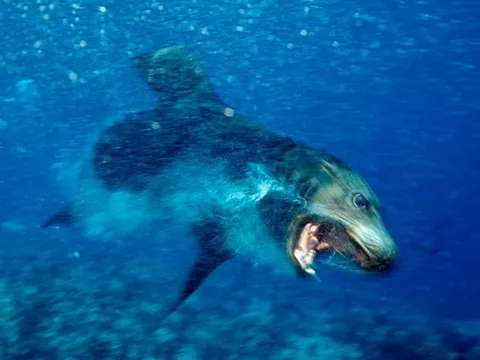 Người lướt sóng bị mắc chứng 'rối loạn căng thẳng sau chấn thương' sau khi bị sư tử biển điên cuồng tấn công, các nhà khoa học tiết lộ động cơ rùng rợn đằng sau