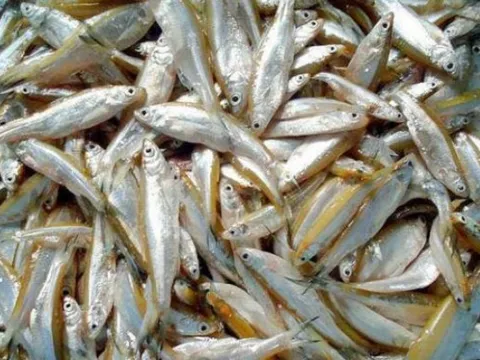 Từ món ăn cho lợn trở thành đặc sản cao cấp: Cá tép dầu - "vàng mười" của lòng hồ Sơn La