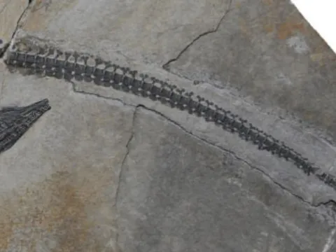 Hóa thạch "rồng biển" xuất hiện ở Trung Quốc