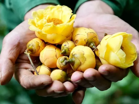 Trà hoa vàng “Vàng ròng” của thiên nhiên, dược liệu quý được săn lùng