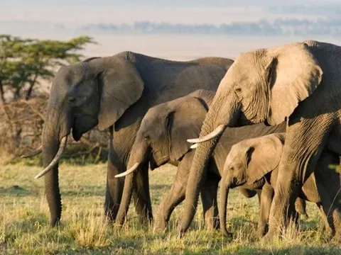 Top 10 loài động vật thông minh nhất thế giới: Bất ngờ với vị trí của chó