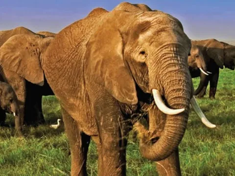 Tại sao một số loài động vật có ngà hoặc sừng còn những loại khác lại không?