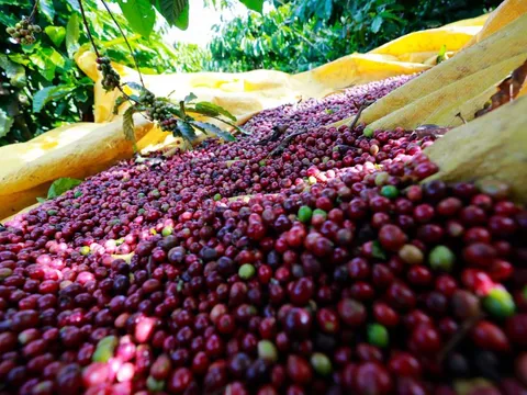 Giá nông sản hôm nay 4/4/2025: Cà phê duy trì đà tăng nhẹ, hồ tiêu đứng giá ở mức cao