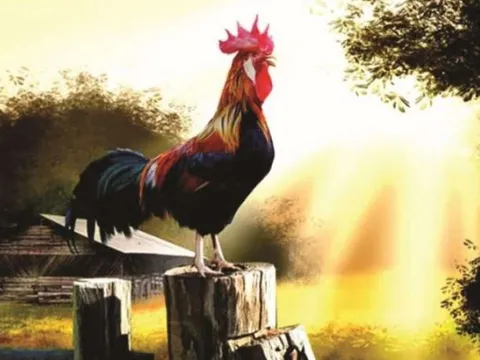 Vì sao gà trống gáy đúng giờ? Bí ẩn được khoa học giải mã