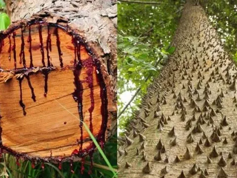 Đây là loài cây độc bậc nhất thế giới: Có thể gây mù tạm thời, được dùng trong y học