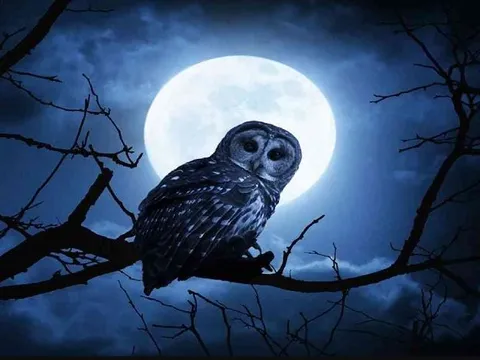 Vì sao nhiều loài động vật chọn sống về đêm, ngủ ban ngày?