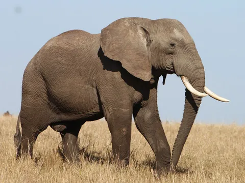 Những điều có thể bạn chưa biết về voi đồng cỏ châu Phi - Loài thú trên cạn lớn nhất hành tinh