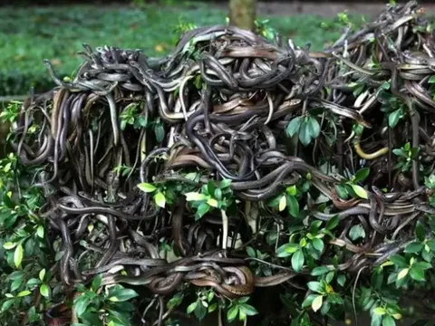 Khám phá đảo rắn - Vùng đất chết chóc đáng sợ bậc nhất hành tinh