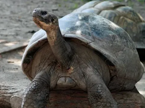 Rùa khổng lồ Galapagos lần đầu làm mẹ ở tuổi 100 tại Vườn thú Philadelphia