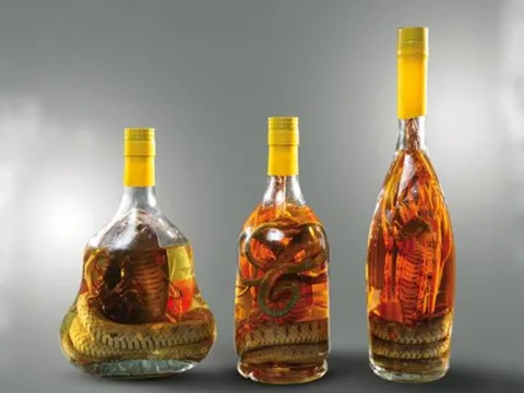 Giải mã nguyên nhân rắn đã ngậm rượu cả năm vẫn lao ra tấn công người khi mở nắp