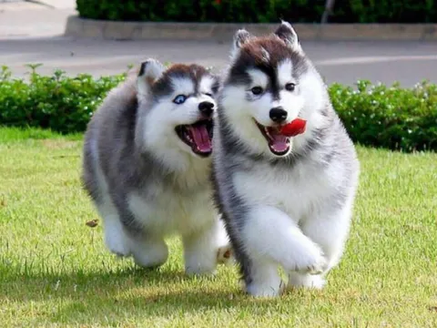 Tại sao chó chỉ hung dữ với người này nhưng lại thân thiện với người khác?