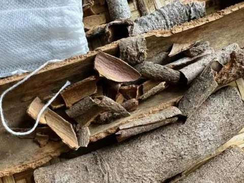 Mẹo đuổi gián cực kỳ hiệu quả từ nguyên liệu tự nhiên – thơm mát, rẻ tiền, an toàn tuyệt đối