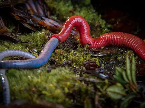 7 loài động vật hoang dã có độc thường gặp ở nông thôn: liệu bạn có sợ con nào nhất?