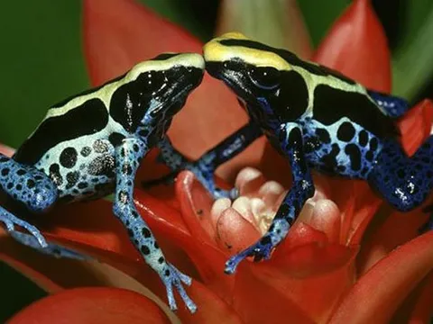 Ếch phi tiêu độc: Từ "vua độc dược" đến thú cưng hút hồn, tại sao con người lại muốn nuôi chúng?