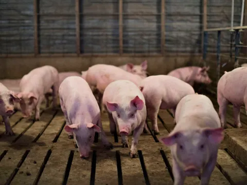 Giá heo hơi ngày 8/4/2025: Đồng loạt tăng tại nhiều tỉnh thành 