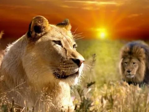 Mạnh mẽ là thế nhưng tại sao hổ và sư tử chỉ giao phối 30 giây?