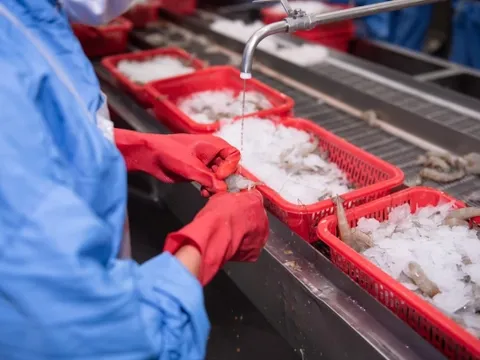 VASEP: Doanh nghiệp xuất khẩu tôm không thể cạnh tranh nếu Mỹ giữ mức thuế 46%