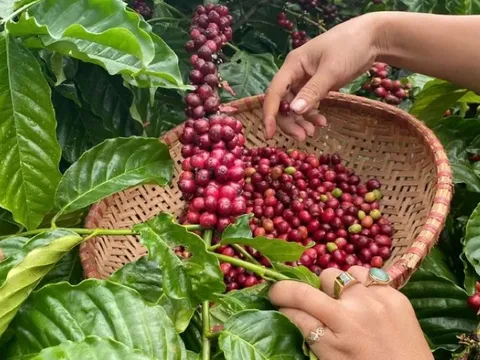 Giá nông sản ngày 9/4/2025: Cà phê và hồ tiêu rớt giá không phanh