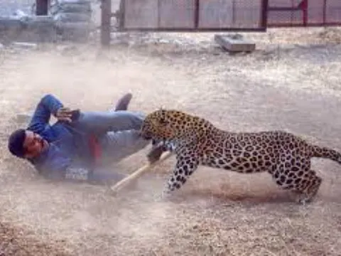 Người đàn ông dũng cảm một mình đánh bại báo dữ để cứu chó cưng