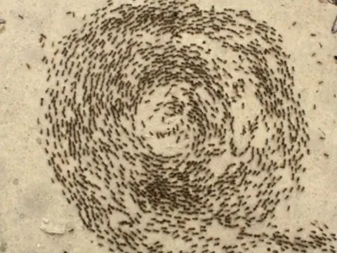 Vì sao vẽ một vòng tròn lại nhốt được kiến?