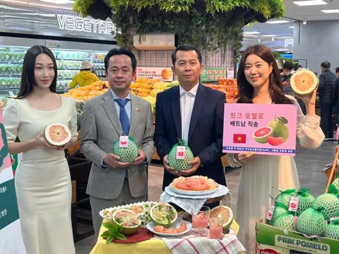 Bưởi Việt Nam lần đầu lên kệ Lotte Mart Hàn Quốc