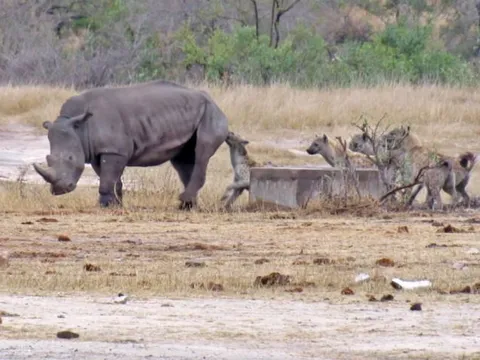 Tê giác bị thương trở thành mục tiêu tấn công của bầy linh cẩu, cuộc chiến tàn khốc nơi thảo nguyên
