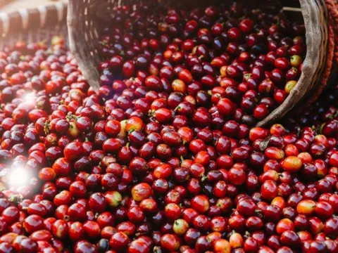 Giá nông sản ngày 10/4/2025: Cà phê lao dốc mạnh, hồ tiêu tiếp tục mất giá