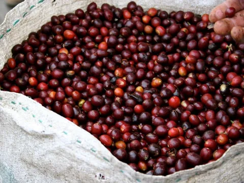 Giá nông sản ngày 11/4/2025: Cà phê và hồ tiêu đồng loạt tăng mạnh sau chuỗi ngày giảm sâu