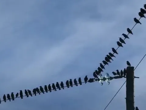 Tại sao chim không bị điện giật khi đậu trên dây điện?