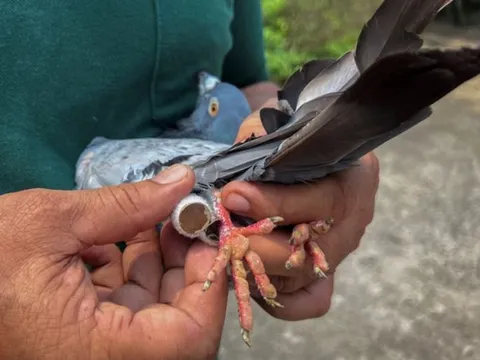 Vì sao chim bồ câu biết đưa thư dù... không biết chữ?