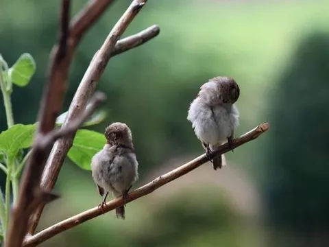 Vì sao chim ngủ trên cành cây mà không bị ngã? Bí mật nằm ở đôi chân 'khóa an toàn' đặc biệt