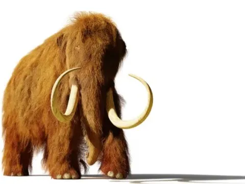 Phát hiện "bom tấn" ADN cổ đại: Voi ma mút lông xoăn lâu đời nhất Bắc Mỹ lộ diện