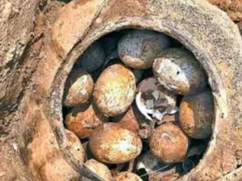 Những quả trứng kỳ lạ trong mộ cổ và tại sao không nên chạm vào chúng?