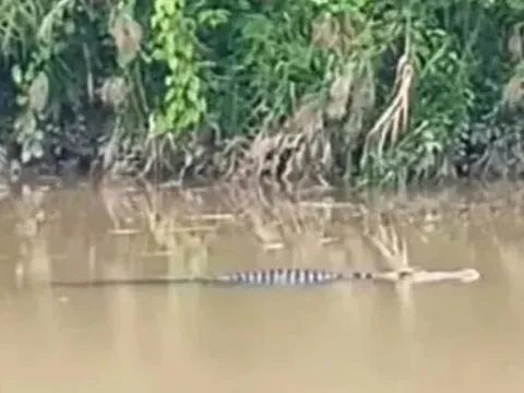 Người đàn ông 49 tuổi bị cá sấu tấn công tử vong khi đang mò sò trên sông ở Indonesia
