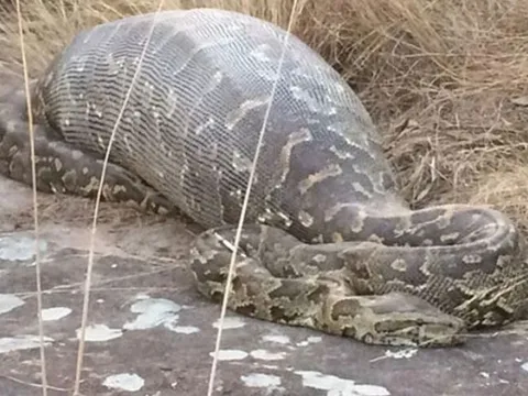 Tại sao trăn có thể nuốt chửng con mồi to hơn mình gấp nhiều lần?