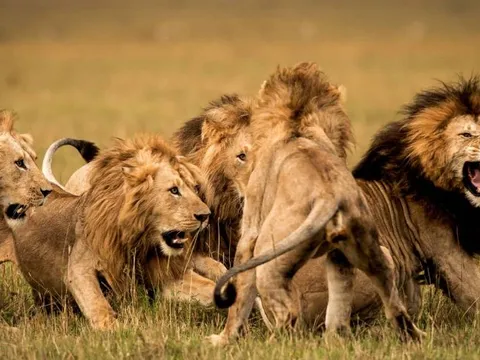 Rừng ở Việt Nam có sư tử không?