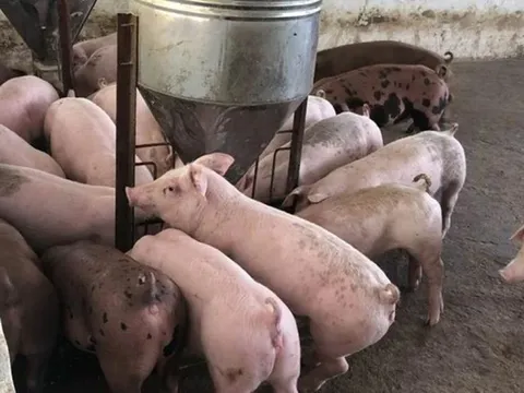 Giá heo hơi ngày 14/4/2025: Đà tăng mới liệu có khiến giá heo lập đỉnh?