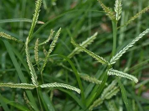 Cỏ mần trầu – “Thần dược” mọc ven đường, tốt cho gan, ổn định huyết áp và nhiều hơn thế nữa