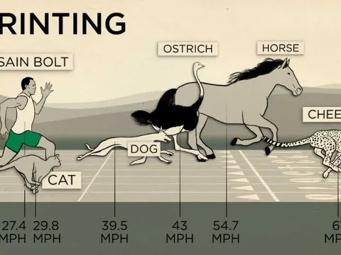 Vì sao con người lại chạy chậm hơn hầu hết các loài động vật?