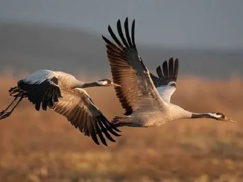 Cùng có cánh, nhưng tại sao có loài chim bay được, loài thì không?