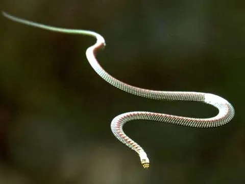 Kỳ lạ loài rắn không có cánh nhưng vẫn có thể bay vài chục mét, khá phổ biến ở Việt Nam