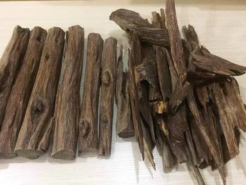 Đây là loại gỗ giá 2,3 tỷ đồng/kg, Việt Nam cũng có, được mệnh danh là 'gỗ của các vị thần'