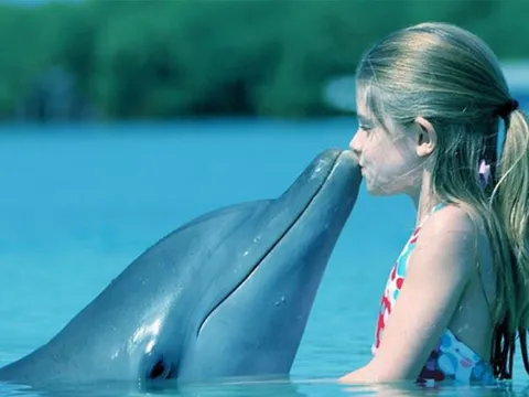 Tại sao cá heo thường hay cứu người?