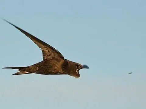 Kỳ diệu loài chim bay suốt 10 tháng không nghỉ: Ăn, uống, thậm chí “yêu” giữa không trung