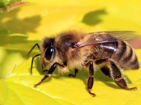 Tại sao ong lại liên quan đến sự tồn vong của loài người?