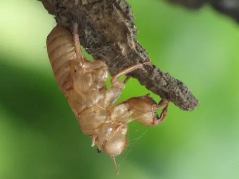 Xác ve sầu có tác dụng gì mà thương lái thu mua với giá lên tới 2 triệu đồng/kg?